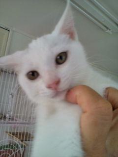 3匹中2匹は全身白色、耳との間に