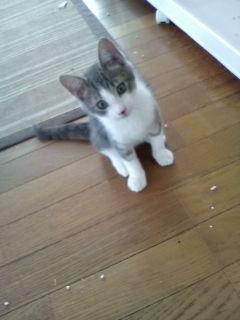 グレーと白のぶち模様です。
美