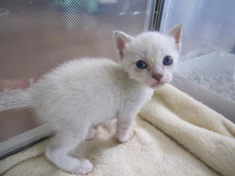 きれいなシャム系ミックスらもくん