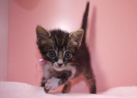 クロトラ×シロ♀ピンクちゃん 尾