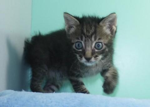 クロトラ君♂コン君 ボブテイル