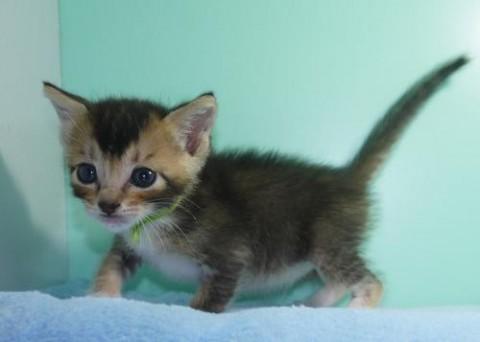 ルディ♂グリーン君 尾長
アビ