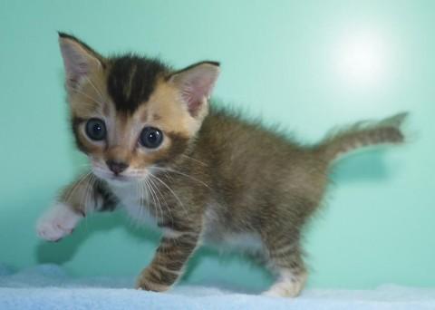 ルディ♂ブルー君 尾中長
アビ