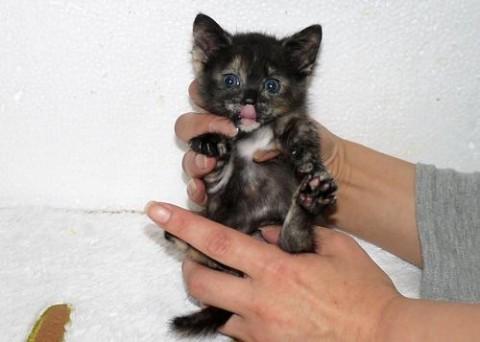 サビ♀ちゃん 尾長
サビ猫は温