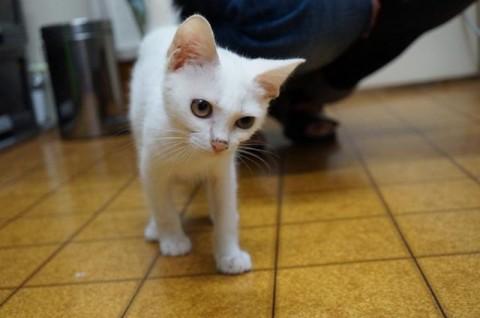 全身が白で、頭の上にうっすらと黒