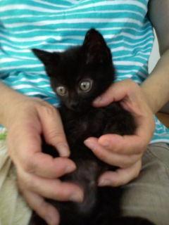 全身黒です。
とても、大人しく