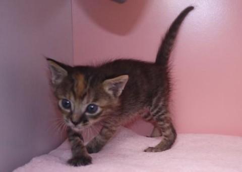 キジ三毛♀ちゃん 尾長
性格は