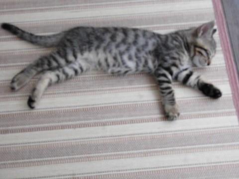 猫のエサの写真と同じ顔です