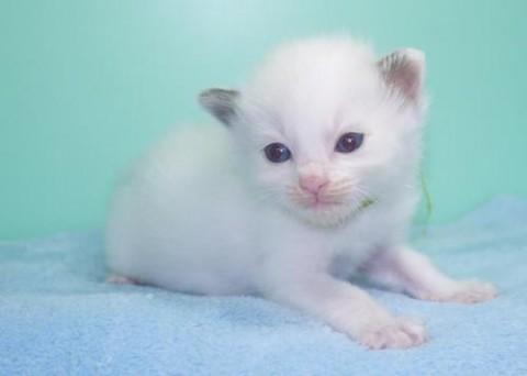 ラグドール系MIX ポイント♂グ