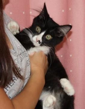 黒白はちわれカラーの半長毛・尾長