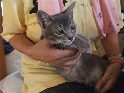 グレーの毛並みの美猫です。人好き