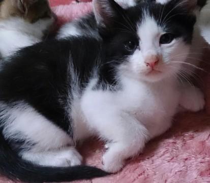 黒と白の犬みたいな模様です(笑)