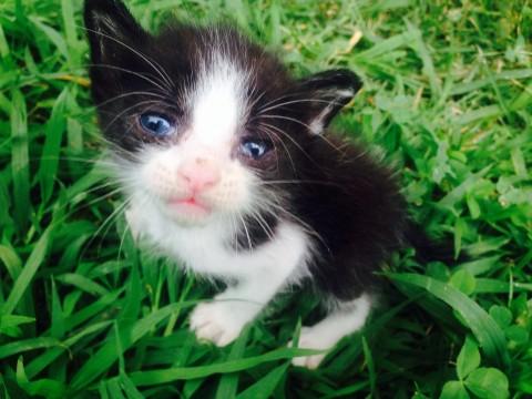 人懐っこい性格で、子猫用フードも