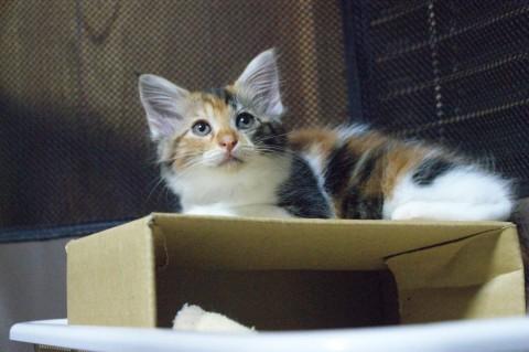 ねこじゃらしが大好きで、遊んでも