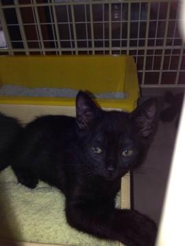 黒ネコですが、1匹はお腹側が少し