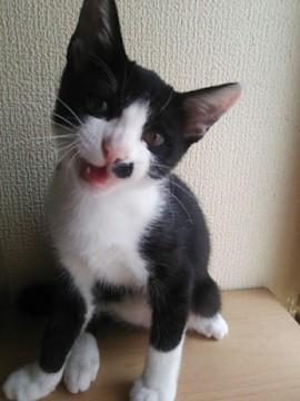 ☆画像は「シャーッ！！」と威嚇し