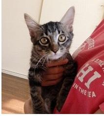 とっても　陽気な　かわいい子です