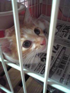 毛の色：茶トラ
しっぽの形：長