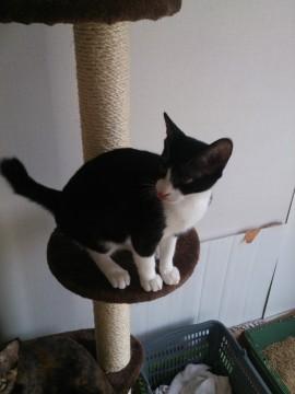 雄で黒猫と黒白の雌と三毛猫の雌猫
