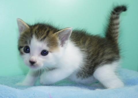 シロキジ♂シロ君　尾中長先曲り