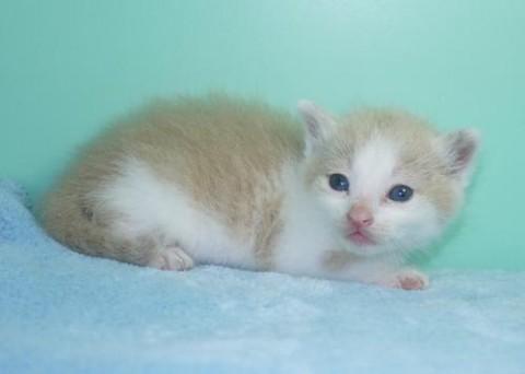 クリーム×シロ♀パープル君　尾長