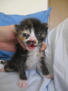 なかなか個性的な面構えの黒三毛、