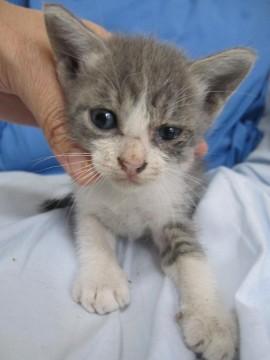 きれいな灰白の子猫もえなちゃんで