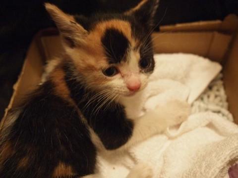 三毛猫♀人なつこく餌をねだってき