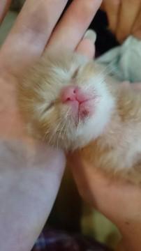 生後１週間以内の乳飲み子です。