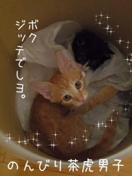 のんびり茶虎男子のジッテくんです