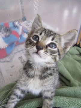 かわいい丸顔で大きなお目目のきじ