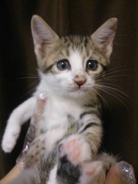 ｷｼﾞﾈｺちゃん
少し毛は長め