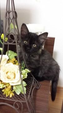 黒の金目ちゃんですが、毛は長めの
