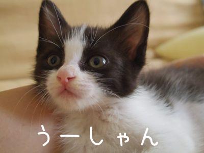 白黒のハチワレさんで、大変美猫で