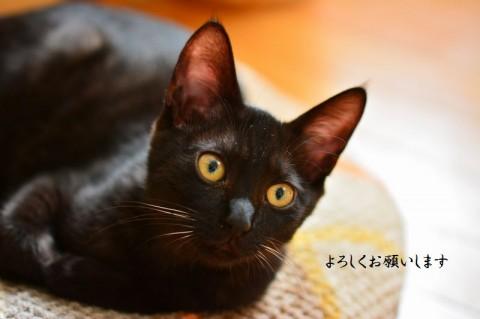 ふわふわとした柔らかい毛の黒トラ