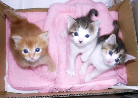 シロキジ♂シロ君　尾中長先曲り