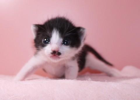 クロシロ♀レッドちゃん　尾長
