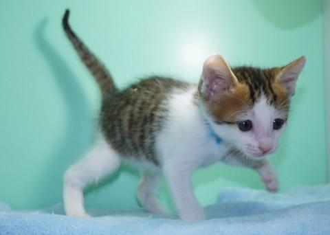 キジシロ♂ブルー君　尾長
とて