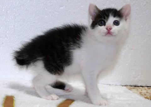 シロクロ♂(シロクロ)イエロー君