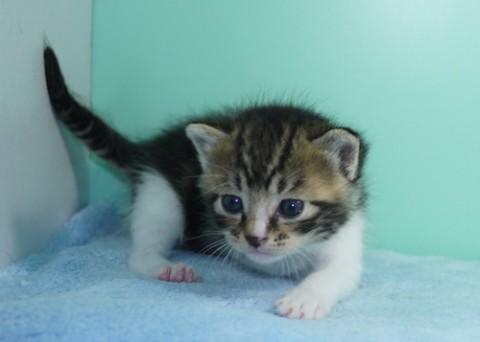 ブラウンクラッシックタビー＆ホワ