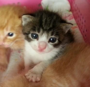 推定９月１０日生まれ
キジトラ