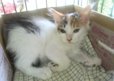 長毛ミックスの三毛猫