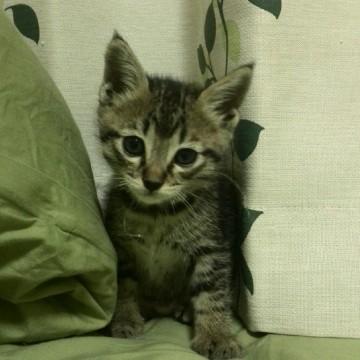 *きじとら
*おとこのこ
*