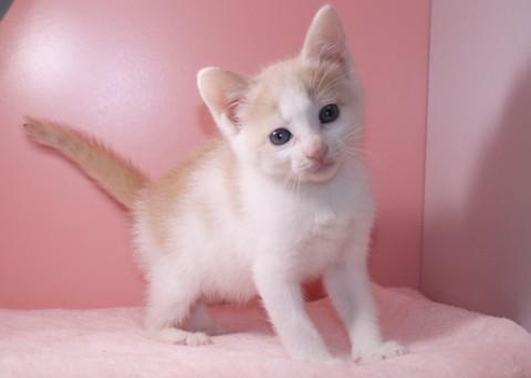 クリーム＆ホワイト♀ピンクちゃん