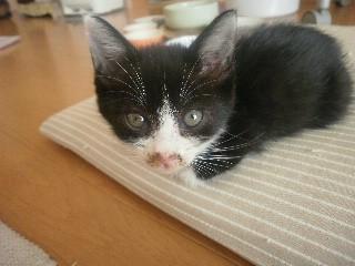 とても活発で、ご飯も他の猫ととり