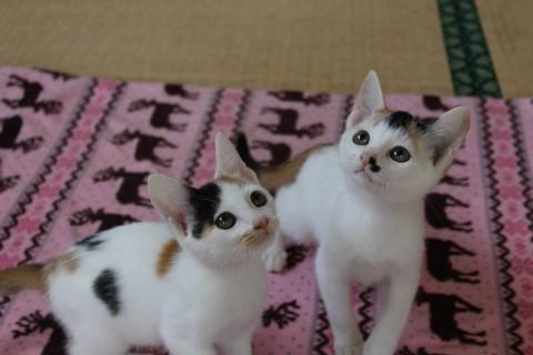 【模様】三毛
【保護環境】完全