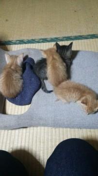 可愛いですよ