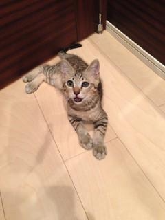 ねずみのおもちゃが大好きな元気な