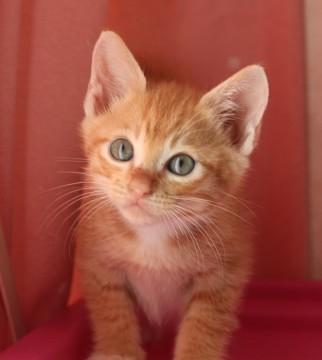 ２０１４年８月下旬生まれ

