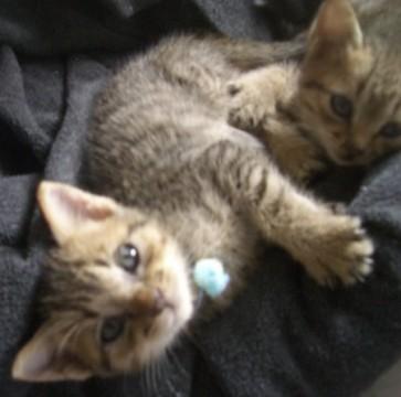 トラ。体重430g。手乗りサイズ